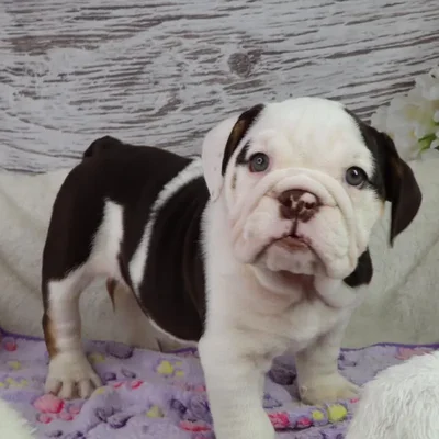 Female English Bulldog puppy named Elephant for sale at Your Pawfect Puppy.