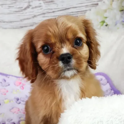 Male Cavalier King Charles Spaniel puppy named Tito for sale at Your Pawfect Puppy.