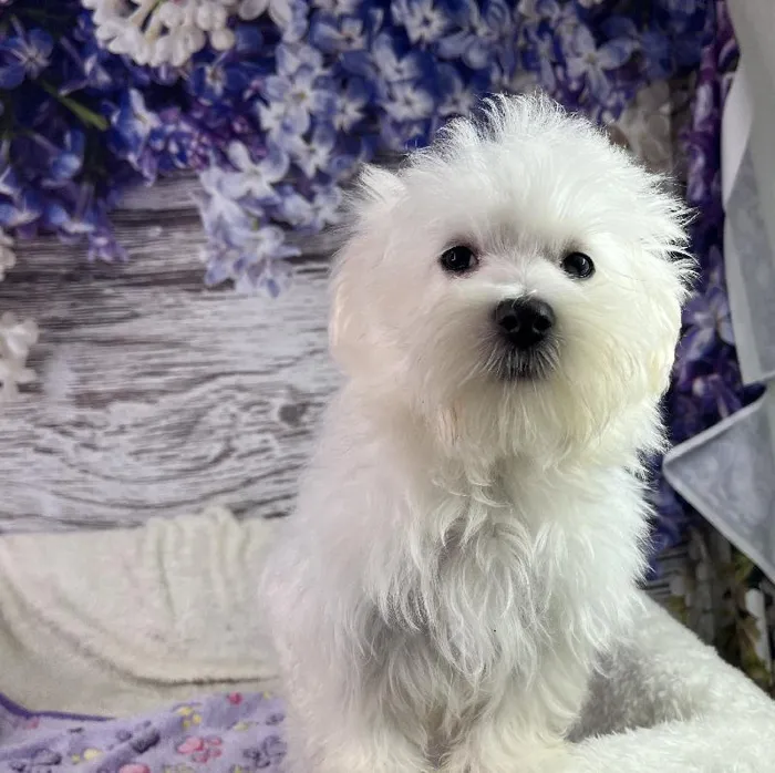 Male Maltese puppy named Butch for sale at Your Pawfect Puppy.