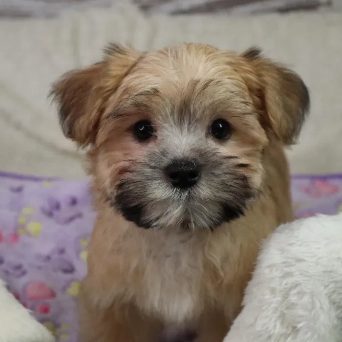 Male Morkie puppy named Nell for sale at Your Pawfect Puppy.