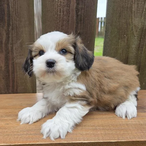 Male Havanese puppy named Buzz for sale at Your Pawfect Puppy.