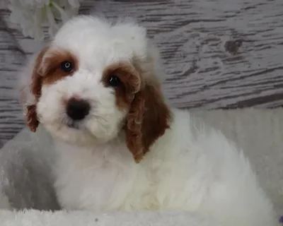 Male Goldendoodle Mini F1B puppy named Lion for sale at Your Pawfect Puppy.