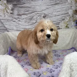 Female Cavachon puppy named Flower for sale at Your Pawfect Puppy.