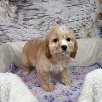 Female Cavachon puppy named Flower for sale at Your Pawfect Puppy.
