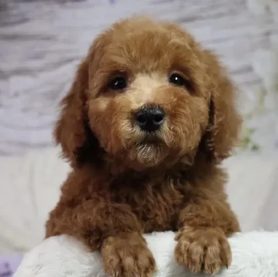 Male Mini Poodle puppy named Flash for sale at Your Pawfect Puppy.