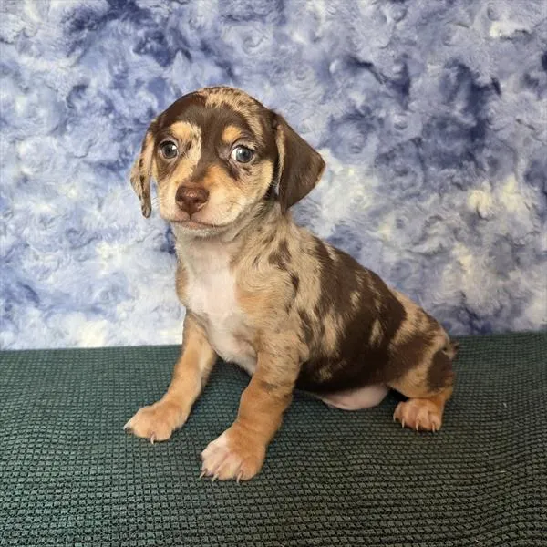 Male Chiweenie puppy named Tiger for sale at Your Pawfect Puppy.