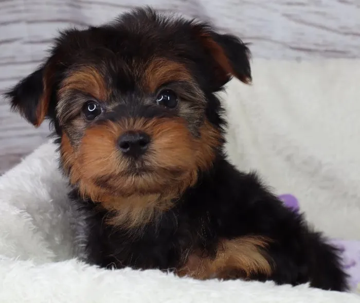 Male Yorkshire Terrier puppy named Squealer for sale at Your Pawfect Puppy.