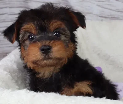 Male Yorkshire Terrier puppy named Squealer for sale at Your Pawfect Puppy.