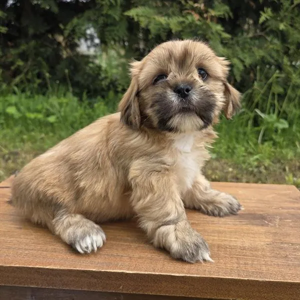 Male Lhasa Apso puppy named Splash for sale at Your Pawfect Puppy.