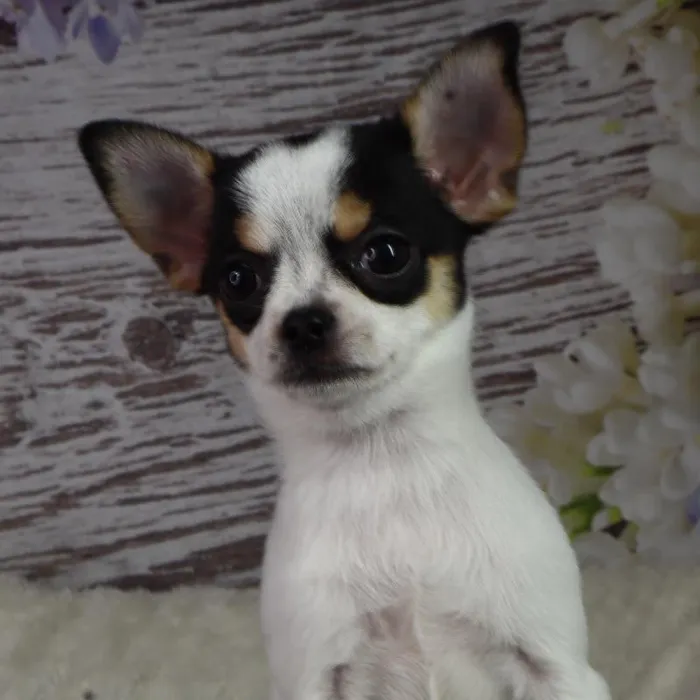 Female Chihuahua puppy named Janet for sale at Your Pawfect Puppy.