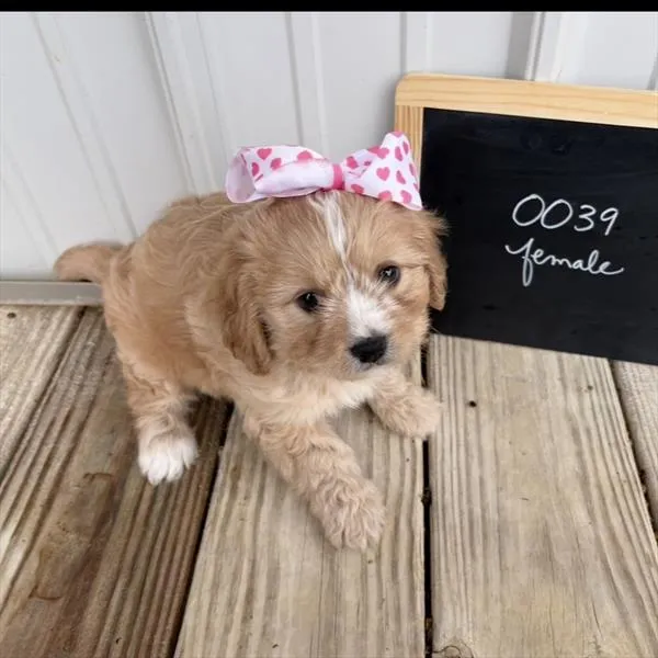 Female Cavachon puppy named Flower for sale at Your Pawfect Puppy.