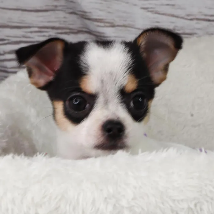 Female Chihuahua puppy named Janet for sale at Your Pawfect Puppy.