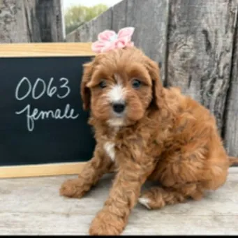 Female Cavapoo puppy named Orca for sale at Your Pawfect Puppy.