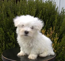 Male Maltese puppy named Butch for sale at Your Pawfect Puppy.