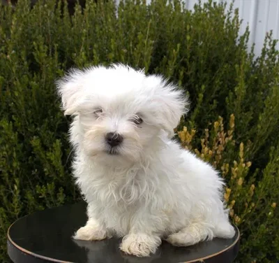 Male Maltese puppy named Butch for sale at Your Pawfect Puppy.