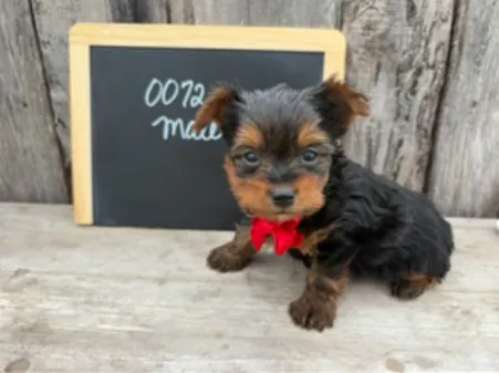 Male Yorkshire Terrier puppy named Goat for sale at Your Pawfect Puppy.