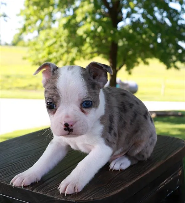 Male Boston Terrier puppy named Joe for sale at Your Pawfect Puppy.