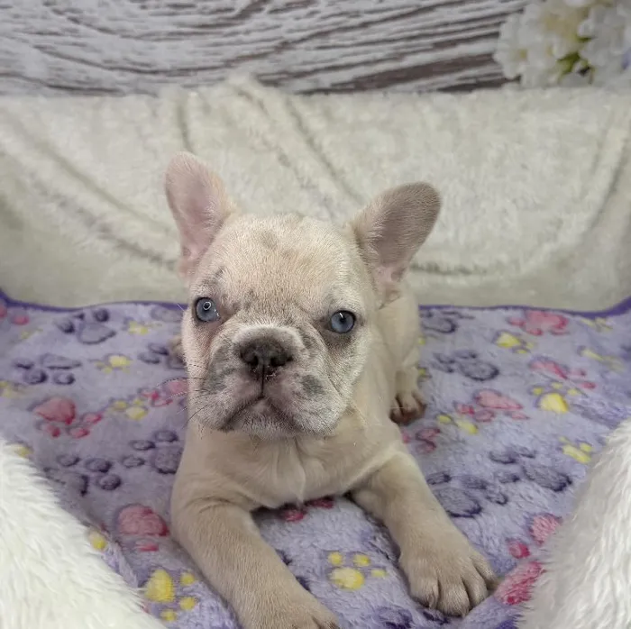 Female French Bulldog puppy named Summer for sale at Your Pawfect Puppy.