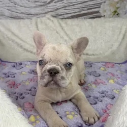 Female French Bulldog puppy named Summer for sale at Your Pawfect Puppy.