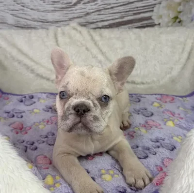 Female French Bulldog puppy named Summer for sale at Your Pawfect Puppy.