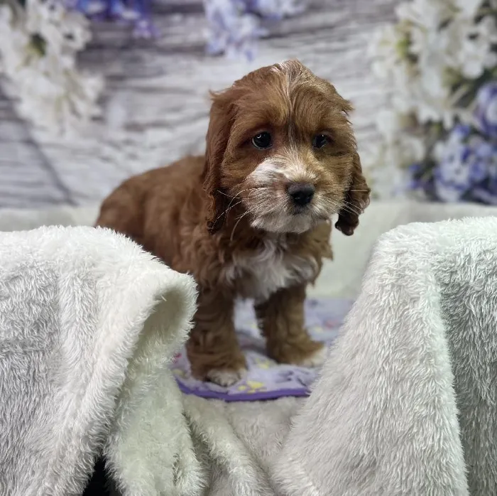 Female Cockapoo puppy named Capybara for sale at Your Pawfect Puppy.