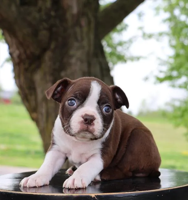 Female Boston Terrier puppy named Piggy for sale at Your Pawfect Puppy.
