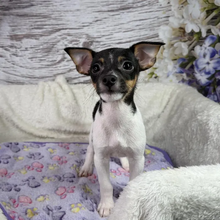 Male Rat-Chi puppy named Bullseye for sale at Your Pawfect Puppy.