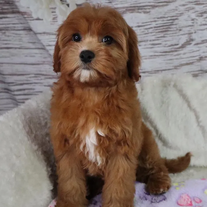 Female Cavapoo puppy named Gazelle for sale at Your Pawfect Puppy.