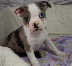 Male Boston Terrier puppy named Joe for sale at Your Pawfect Puppy.