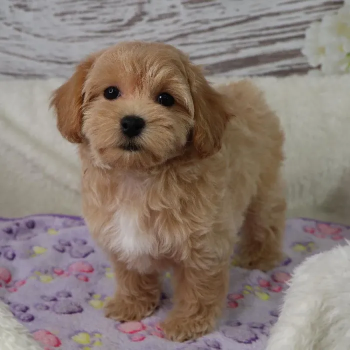 Female Maltipoo puppy named Betty for sale at Your Pawfect Puppy.