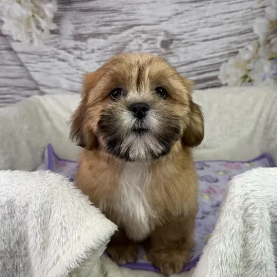 Male Lhasa Apso puppy named Splash for sale at Your Pawfect Puppy.