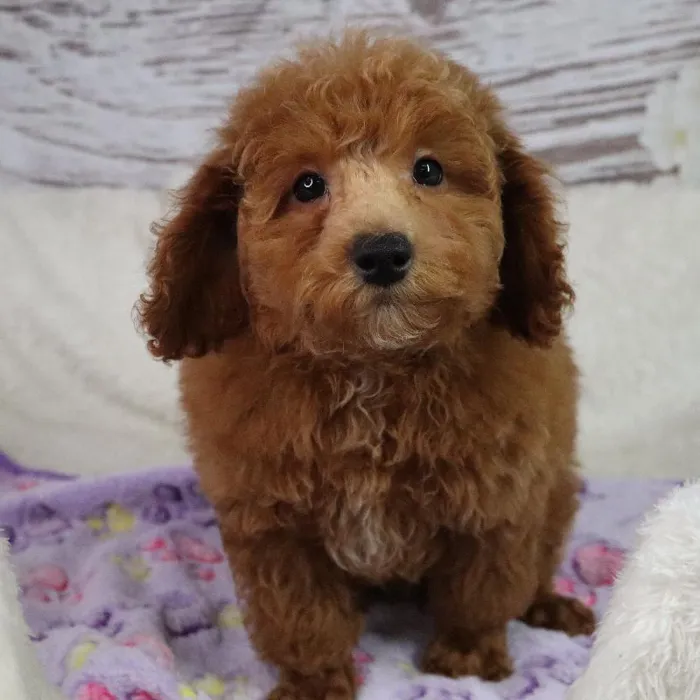 Male Mini Poodle puppy named Nick for sale at Your Pawfect Puppy.