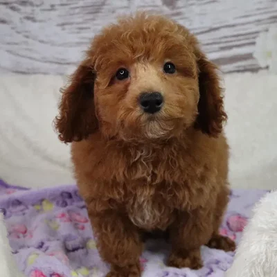 Male Mini Poodle puppy named Nick for sale at Your Pawfect Puppy.