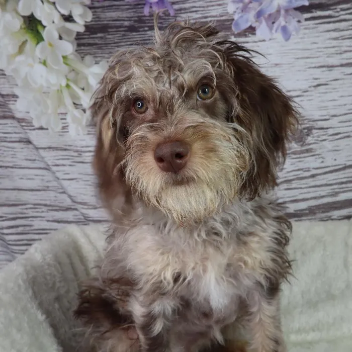 Male Mini Labradoodle puppy named Simon for sale at Your Pawfect Puppy.