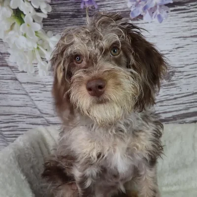 Male Mini Labradoodle puppy named Simon for sale at Your Pawfect Puppy.