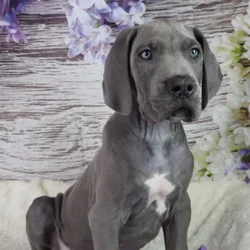Male Great Dane puppy named Horse for sale at Your Pawfect Puppy.