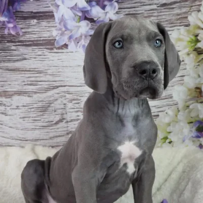 Male Great Dane puppy named Horse for sale at Your Pawfect Puppy.