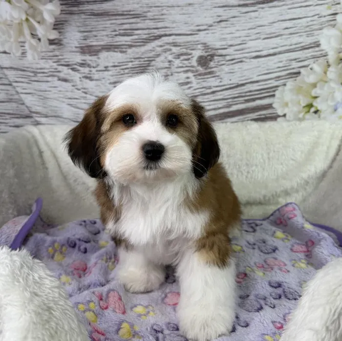 Male Havanese puppy named Buzz for sale at Your Pawfect Puppy.