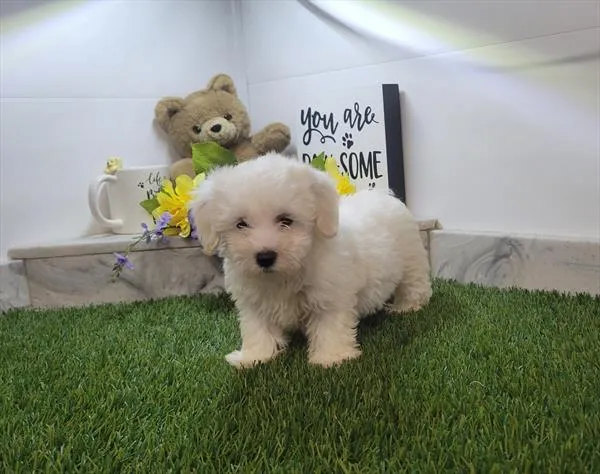 Male Coton De Tulear puppy named Lilypad for sale at Your Pawfect Puppy.