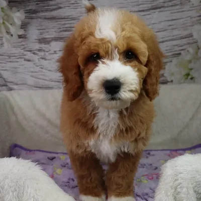 Male Goldendoodle Mini F1B puppy named Wayne for sale at Your Pawfect Puppy.
