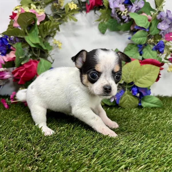 Female Chihuahua puppy named Janet for sale at Your Pawfect Puppy.