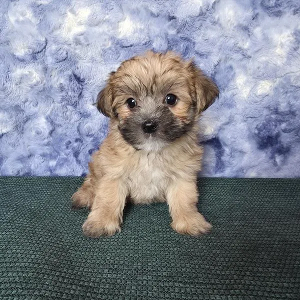 Male Morkie puppy named Nell for sale at Your Pawfect Puppy.