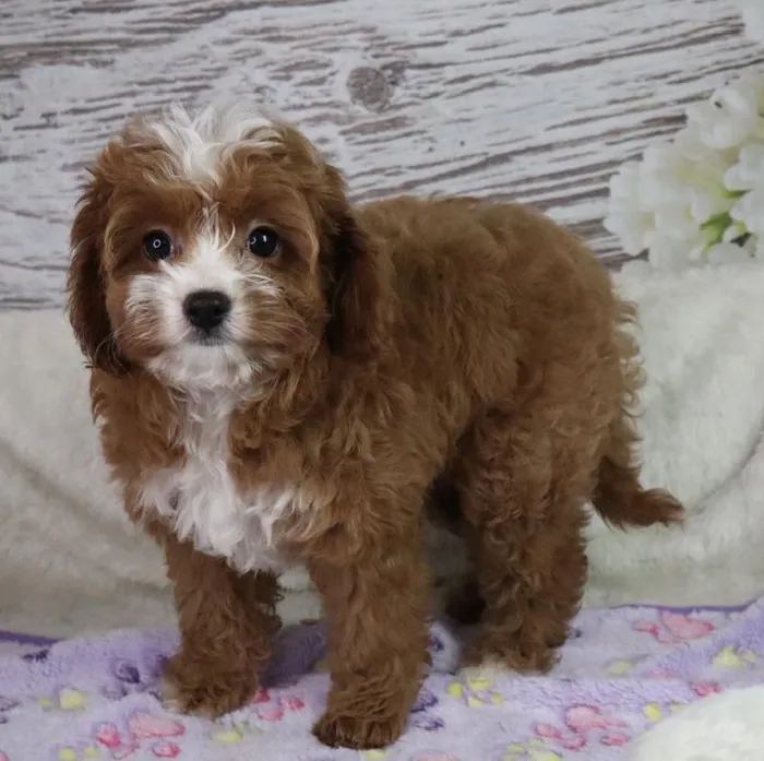 Female Cavapoo puppy named Nibbles for sale at Your Pawfect Puppy.