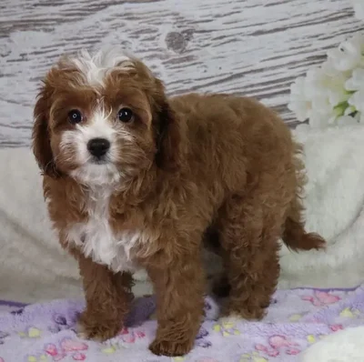 Female Cavapoo puppy named Nibbles for sale at Your Pawfect Puppy.