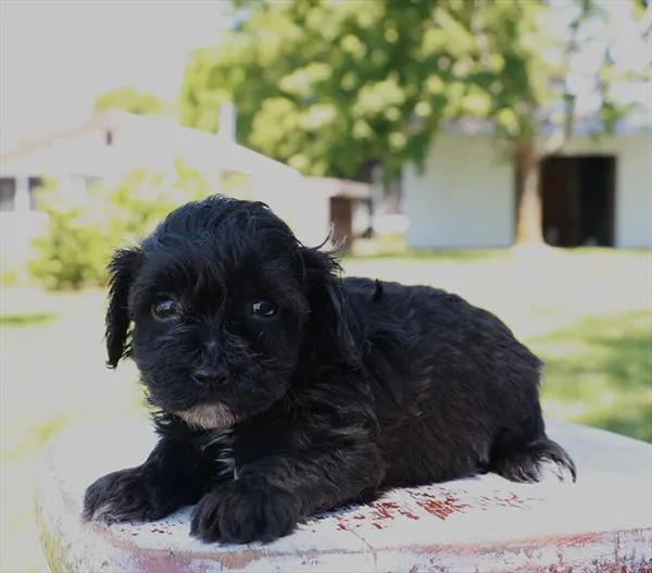 Male Havapoo puppy named Woody for sale at Your Pawfect Puppy.