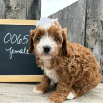 Female Cavapoo puppy named Nibbles for sale at Your Pawfect Puppy.
