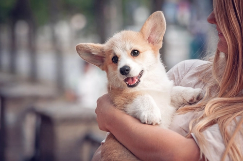 Why buy puppies form You Pawfect Puppy
