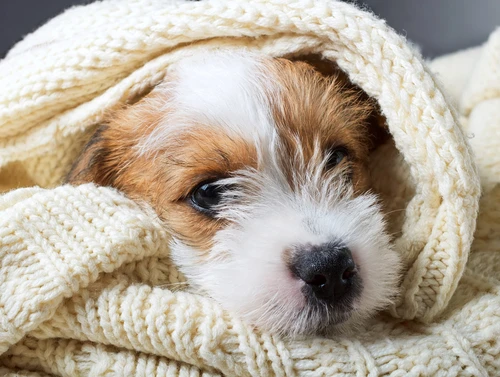 Puppy Packages at Your Pawfect Puppy