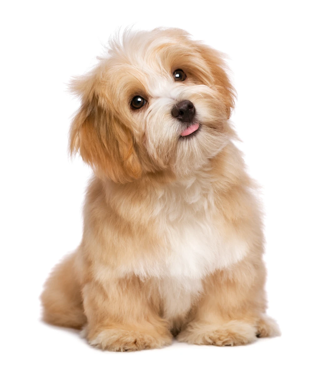 Puppy Adoption at Your Pawfect Puppy