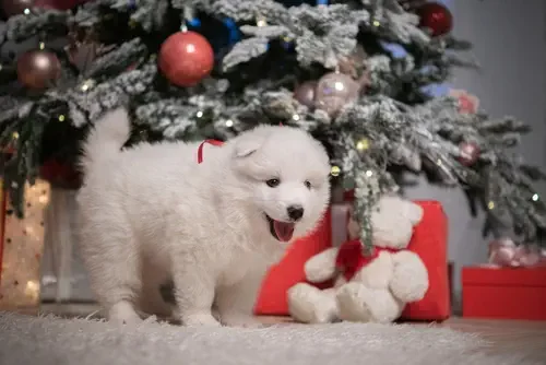 Your Puppy and Holiday Traditions